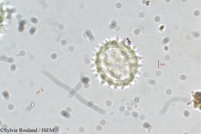 Dichrocephala chrysanthemifolia - lame n° 5509
