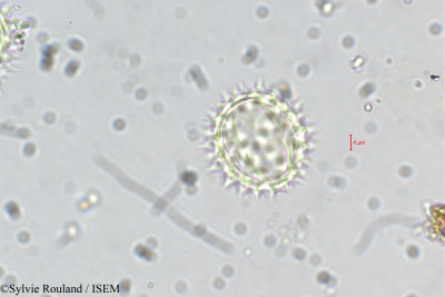 Dichrocephala chrysanthemifolia - lame n° 5509