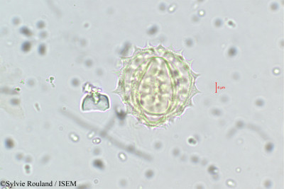 Dichrocephala chrysanthemifolia - lame n° 5673
