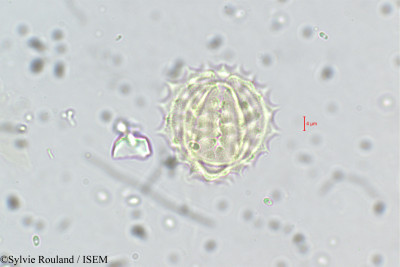 Dichrocephala chrysanthemifolia - lame n° 5673