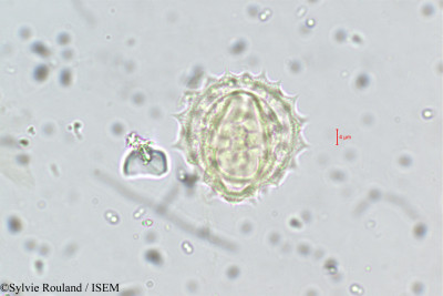 Dichrocephala chrysanthemifolia - lame n° 5673