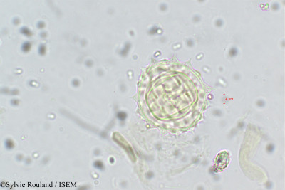 Dichrocephala chrysanthemifolia - lame n° 5673