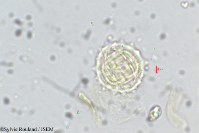 Dichrocephala chrysanthemifolia - lame n° 5673