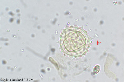 Dichrocephala chrysanthemifolia - lame n° 5673