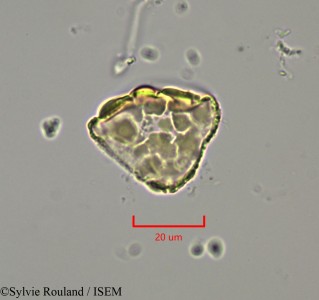 Dichrostachys cinerea - lame n° 2147