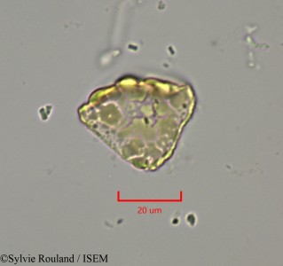 Dichrostachys cinerea - lame n° 2147