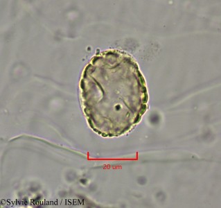 Dichrostachys cinerea - lame n° 2147