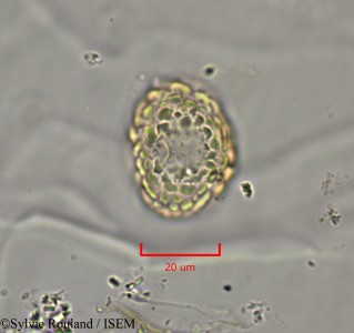 Dichrostachys cinerea - lame n° 2147