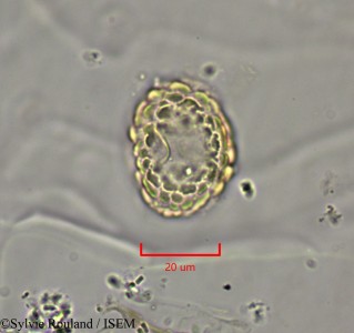 Dichrostachys cinerea - lame n° 2147