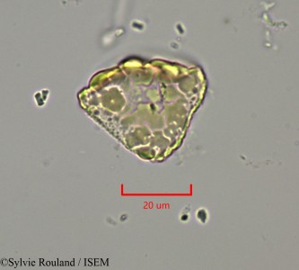 Dichrostachys cinerea - lame n° 2147