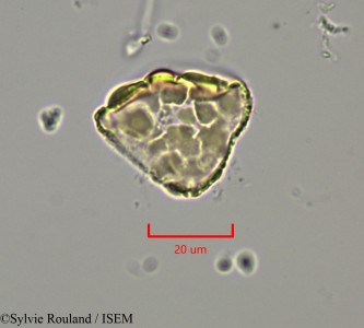 Dichrostachys cinerea - lame n° 2147