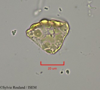 Dichrostachys cinerea - lame n° 2147