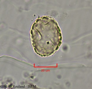 Dichrostachys cinerea - lame n° 2147