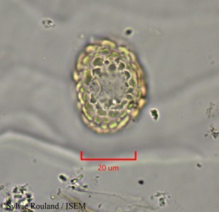Dichrostachys cinerea - lame n° 2147