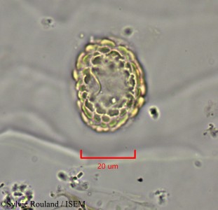 Dichrostachys cinerea - lame n° 2147