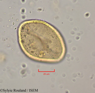 Sylvie.Rouland/Dictyosperma_album_22047/Dictyosperma_album_22047_0001(copy)_thumb.jpg