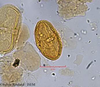 Sylvie.Rouland/Didiscus_pilosus_897/Didiscus_pilosus_897_0001(copy)_thumb.jpg