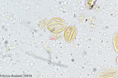 Sylvie.Rouland/Didymocarpus_tomentosus_4990/Didymocarpus_tomentosus_4990_0001(copy)_thumb.jpg