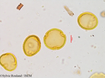 Sylvie.Rouland/Dillenia_indica_3880/Dillenia_indica_3880_0001(copy)_thumb.jpg