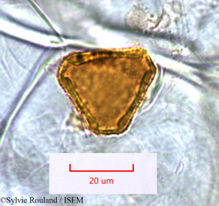 Sylvie.Rouland/Dilobeia_thouarsii_1531/Dilobeia_thouarsii_1531_0001(copy)_thumb.jpg