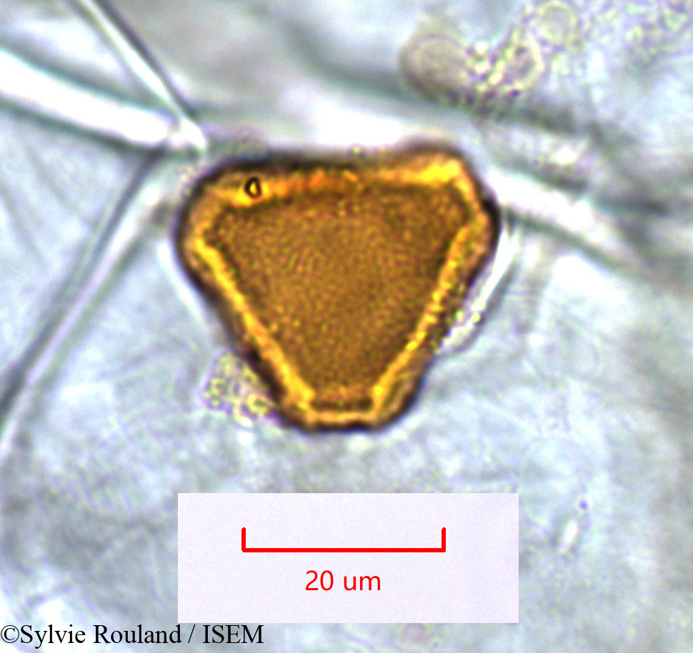 Sylvie.Rouland/Dilobeia_thouarsii_1531/Dilobeia_thouarsii_1531_0002(copy).jpg