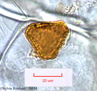 Dilobeia thouarsii - lame n° 1531