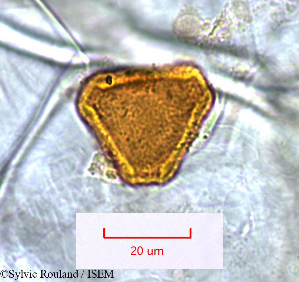 Sylvie.Rouland/Dilobeia_thouarsii_1531/Dilobeia_thouarsii_1531_0004(copy).jpg