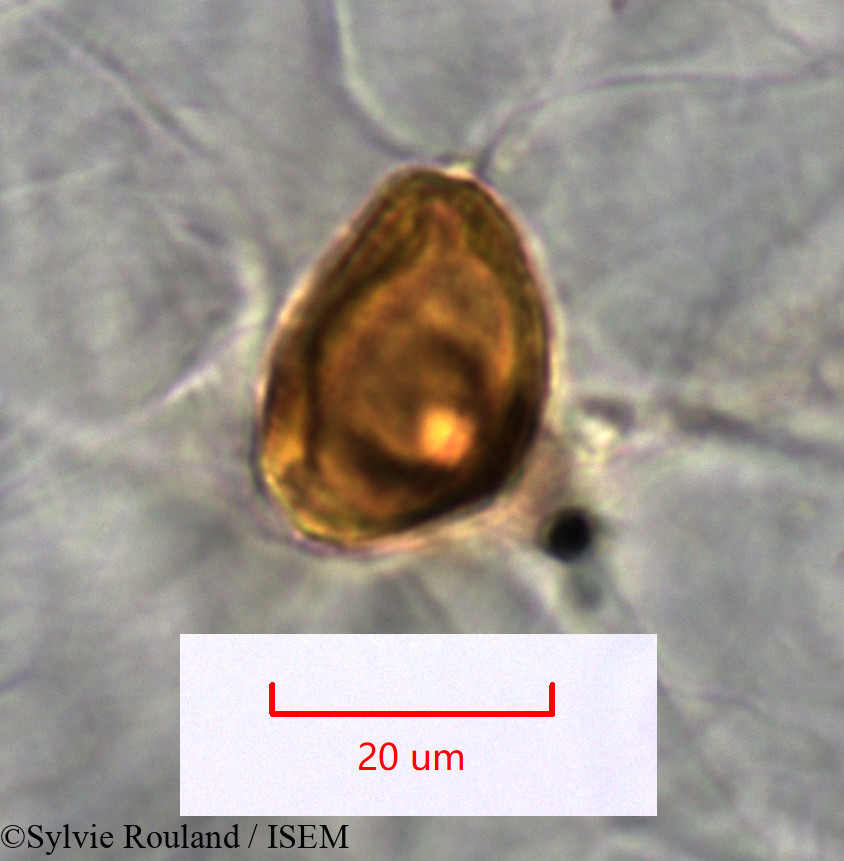 Sylvie.Rouland/Dilobeia_thouarsii_1531/Dilobeia_thouarsii_1531_0005(copy).jpg