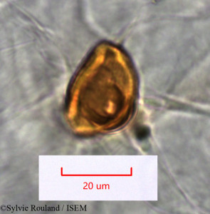 Dilobeia thouarsii - lame n° 1531