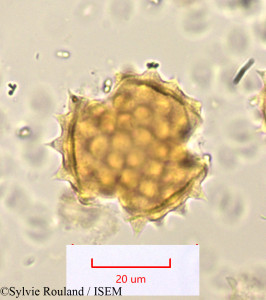 Sylvie.Rouland/Dimorphotheca_ecklonis_1076/Dimorphotheca_ecklonis_1076_0001(copy)_thumb.jpg