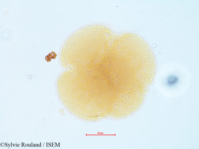 Dionaea muscipula - lame n° 4821