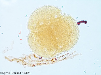 Dionaea muscipula - lame n° 4821