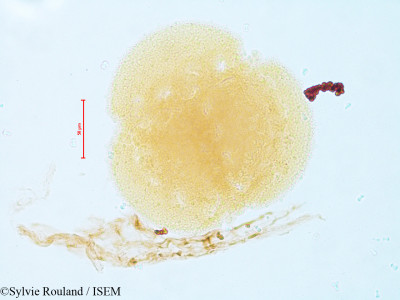 Dionaea muscipula - lame n° 4821
