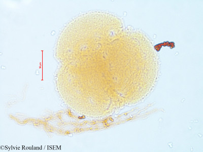 Dionaea muscipula - lame n° 4821