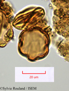 Sylvie.Rouland/Dionycha_triangularis_1494/Dionycha_triangularis_1494_0001(copy)_thumb.jpg