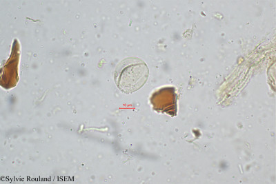 Sylvie.Rouland/Dioscorea_oppositifolia_5196/Dioscorea_oppositifolia_5196_0001(copy)_thumb.jpg