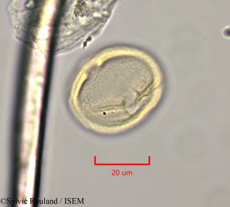 Diospyros bipindensis - lame n° 47363