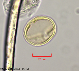 Diospyros bipindensis - lame n° 47363