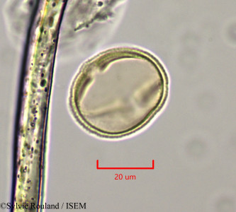 Diospyros bipindensis - lame n° 47363