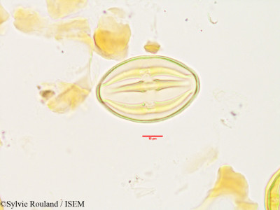 Sylvie.Rouland/Diospyros_boivinii_3363/Diospyros_boivinii_3363_0001(copy)_thumb.jpg
