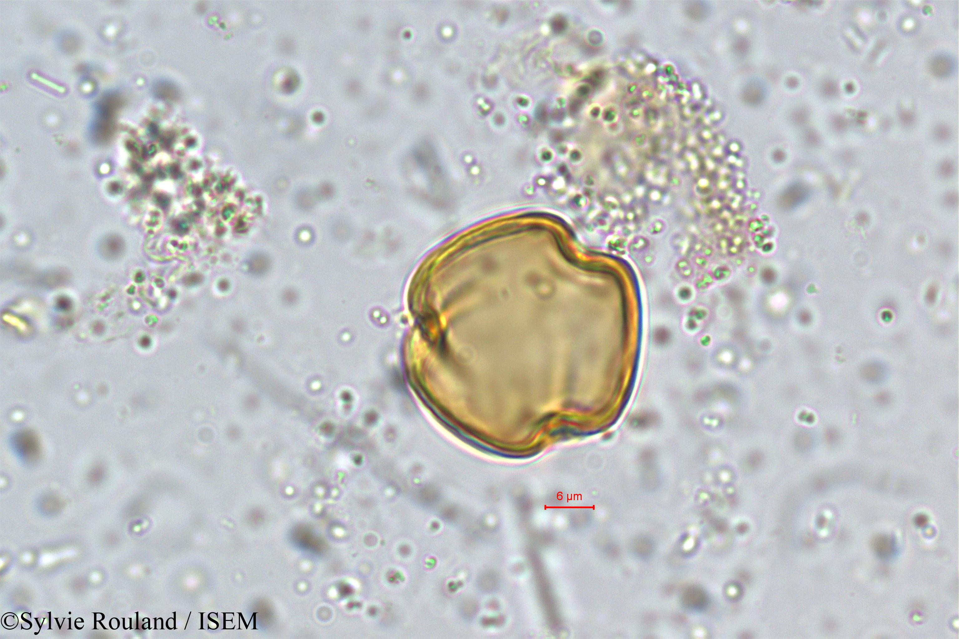 Sylvie.Rouland/Diospyros_montana_5374/Diospyros_montana_5374_0001(copy).jpg