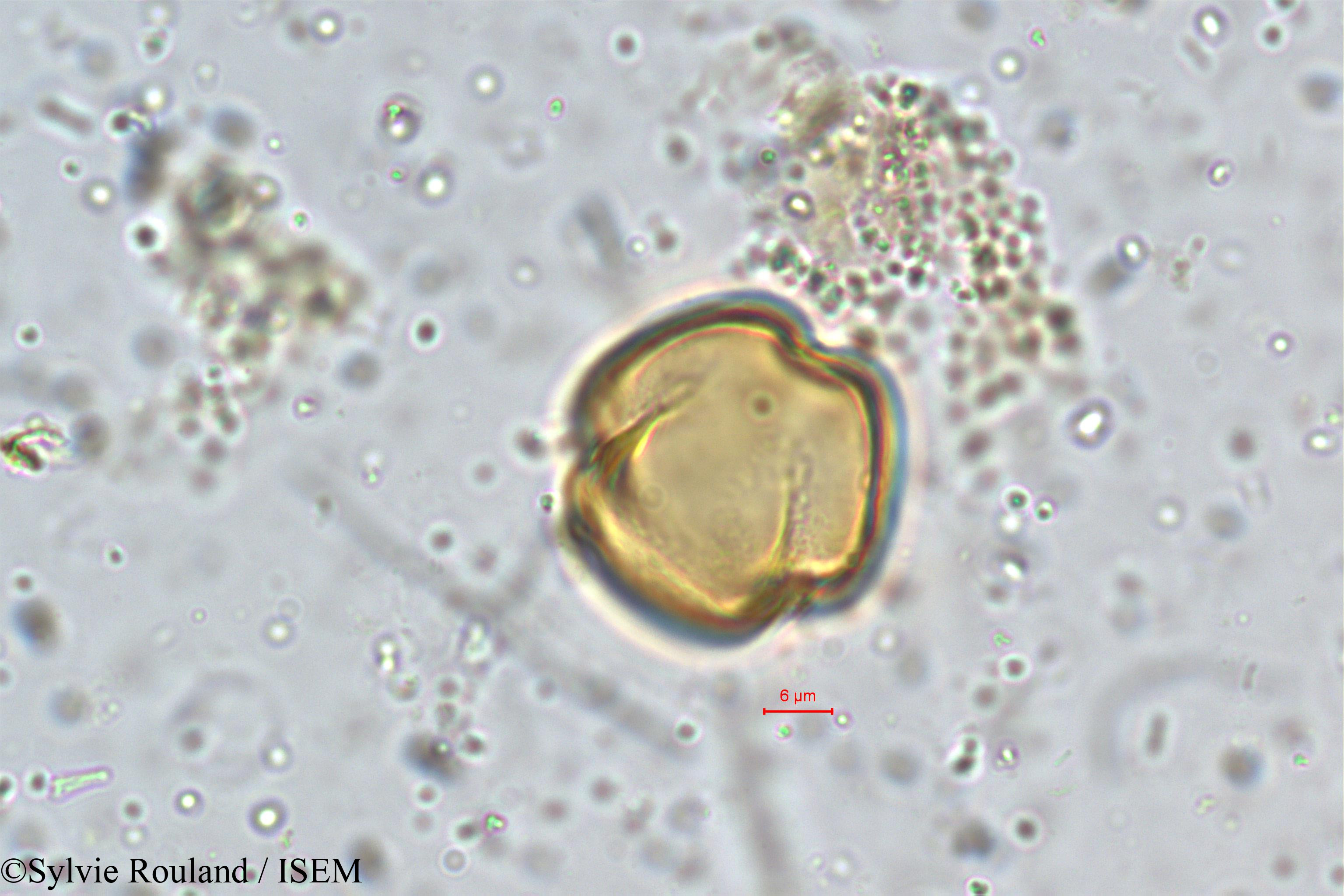 Sylvie.Rouland/Diospyros_montana_5374/Diospyros_montana_5374_0002(copy).jpg