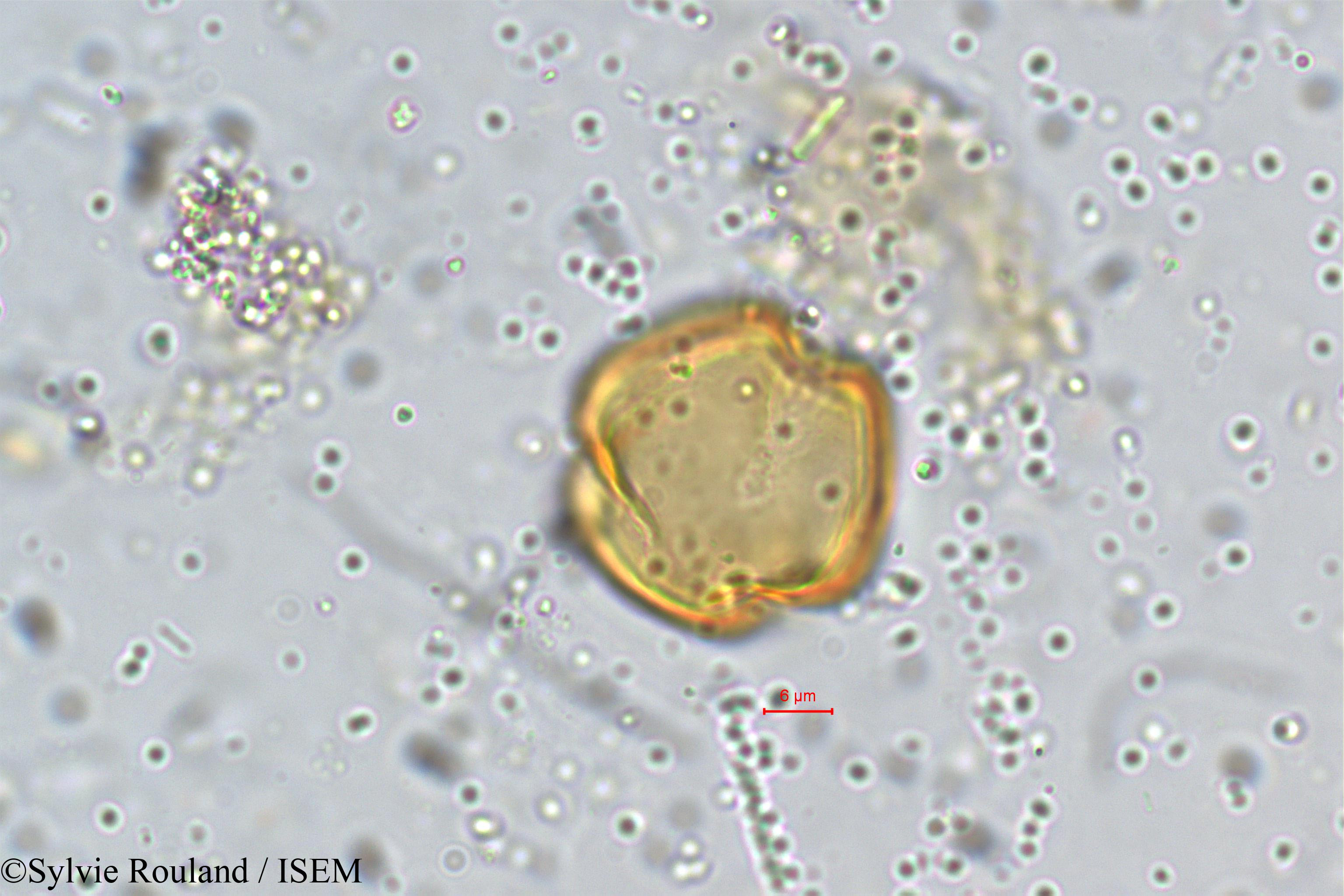 Sylvie.Rouland/Diospyros_montana_5374/Diospyros_montana_5374_0003(copy).jpg