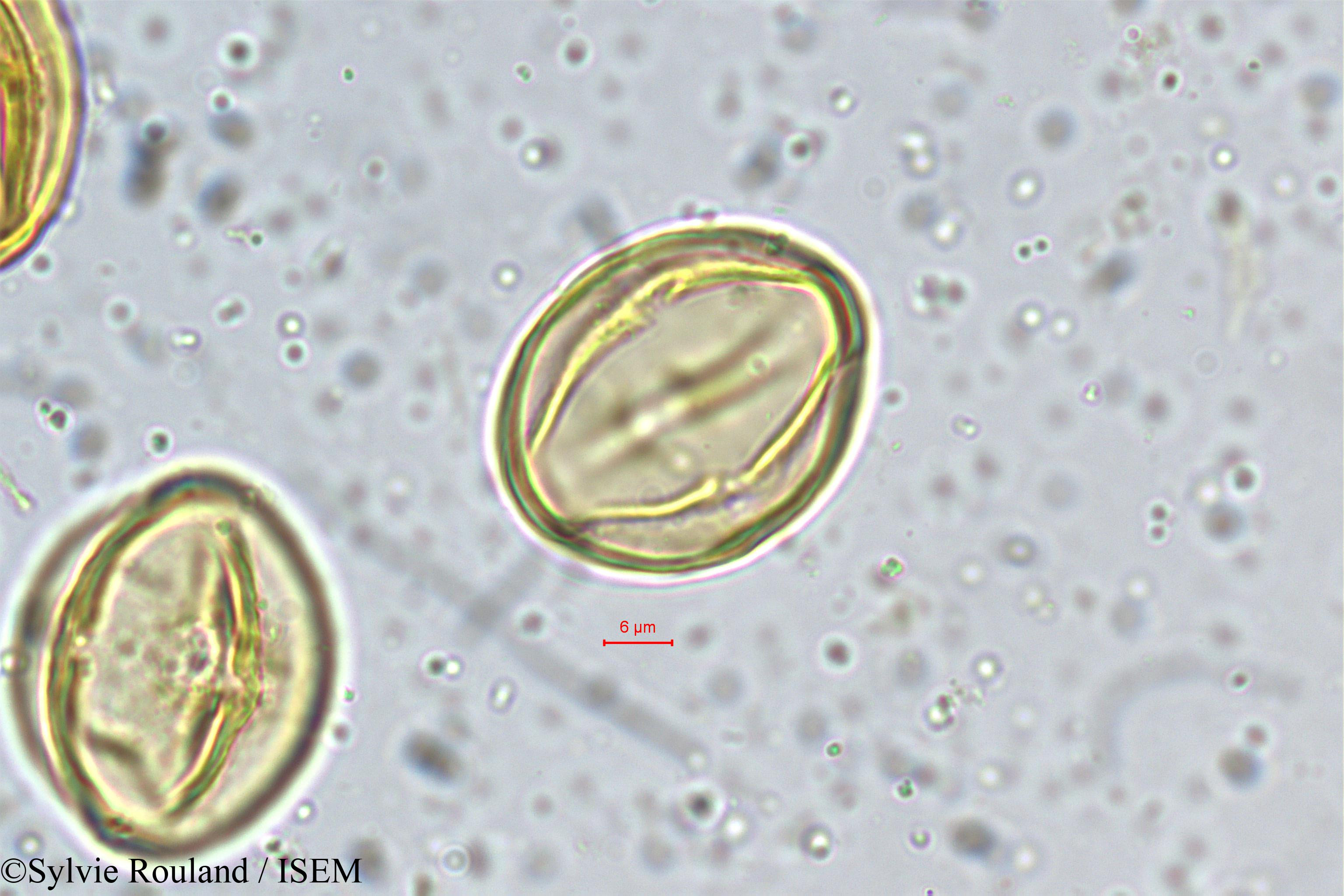 Sylvie.Rouland/Diospyros_montana_5374/Diospyros_montana_5374_0005(copy).jpg