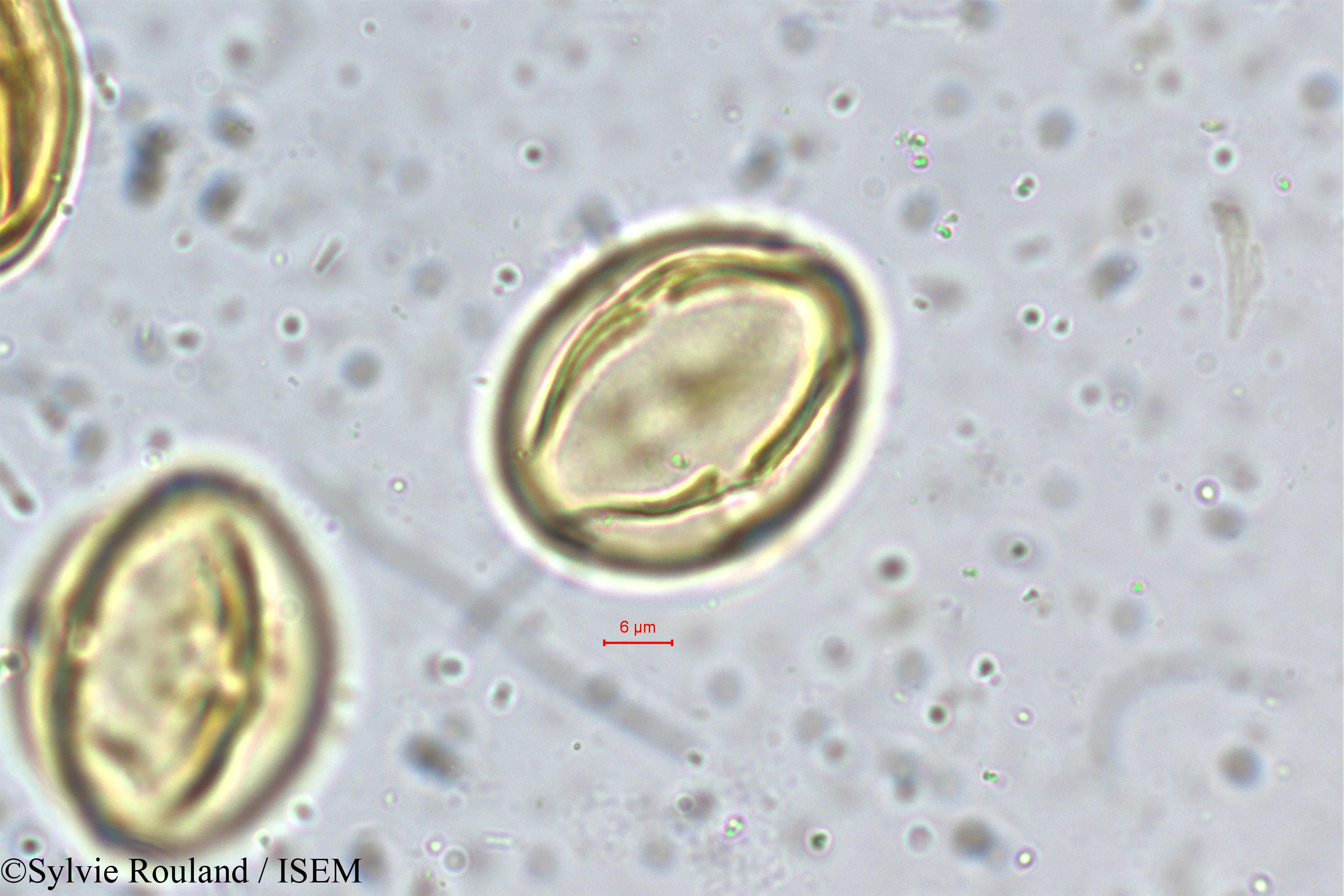 Sylvie.Rouland/Diospyros_montana_5374/Diospyros_montana_5374_0006(copy).jpg