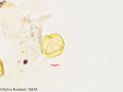 Sylvie.Rouland/Diospyros_pervillei_3364/Diospyros_pervillei_3364_0001(copy)_thumb.jpg