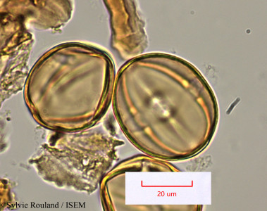 Sylvie.Rouland/Diospyros_sakalavarum_1495/Diospyros_sakalavarum_1495_0001(copy)_thumb.jpg