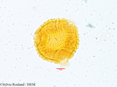 Sylvie.Rouland/Diotacanthus_albiflorus_3812/Diotacanthus_albiflorus_3812_0001(copy)_thumb.jpg