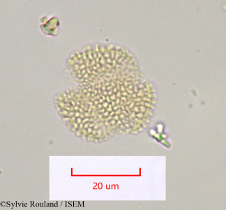 Diplotaxis catholica - lame n° 1037