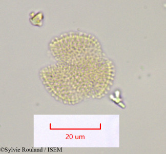 Diplotaxis catholica - lame n° 1037